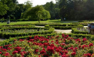 Rosarium Vondelpark - COC Amsterdam